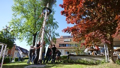 2026-04 Maibaum stellen Unterentersbach (10)